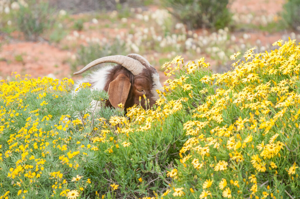 Boer Goats